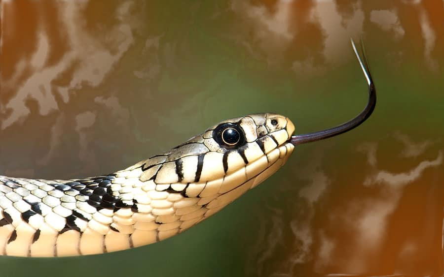 Mơ thấy rắn là điềm lành hay điềm dữ, nên đánh con gì để trúng lớn?