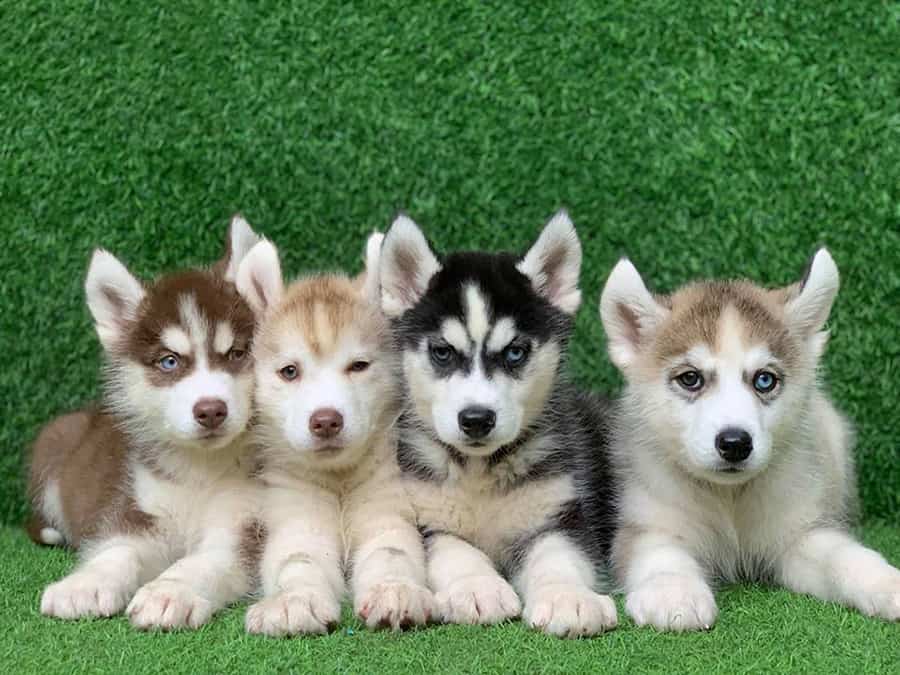 Giải mã nằm mơ thấy 4 con chó nên đánh con số tiền tài bao nhiêu?